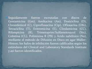  Seguidamente fueron escrutadas con discos de
Gentamicina (Gm), Amikacina (An), Doxiciclina (D),
Cloranfenicol (C), Ciprofloxacina (Cip), Ofloxacina (Ofx),
Tetraciclina (T), Eritromicina (E), Clindamicina (CC),
Rifampicina (R), Trimetoprim/Sulfametoxazol (Stx),
Colistina (CL), Polimixina B (PB) y Ácido nalidíxico (Na),
mediante el método de Difusión en Disco en agar Müller-
Hinton; los halos de inhibición fueron calificados según los
estándares del Clinical and Laboratory Standards Institute
y así fueron identificados.