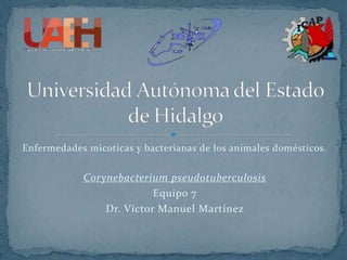 Enfermedades micoticas y bacterianas de los animales domésticos.
Corynebacterium pseudotuberculosis
Equipo 7
Dr. Víctor Manuel Martínez