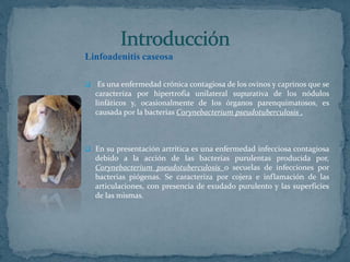 Linfoadenitis caseosa
Es una enfermedad crónica contagiosa de los ovinos y caprinos que se
caracteriza por hipertrofia unilateral supurativa de los nódulos
linfáticos y, ocasionalmente de los órganos parenquimatosos, es
causada por la bacterias Corynebacterium pseudotuberculosis .
En su presentación artrítica es una enfermedad infecciosa contagiosa
debido a la acción de las bacterias purulentas producida por,
Corynebacterium pseudotuberculosis o secuelas de infecciones por
bacterias piógenas. Se caracteriza por cojera e inflamación de las
articulaciones, con presencia de exudado purulento y las superficies
de las mismas.