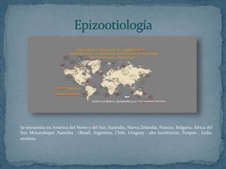  Se encuentra en América del Norte y del Sur, Australia, Nueva Zelandia, Francia, Bulgaria, África del
Sur, Mozambique ,Namibia , (Brasil, Argentina, Chile, Uruguay , alta incidencia), Turquía , India,
etcétera.