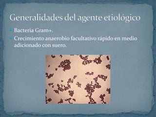  Bacteria Gram+.
Crecimiento anaerobio facultativo rápido en medio
adicionado con suero.