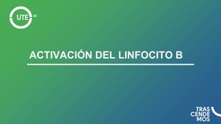 ACTIVACIÓN DEL LINFOCITO B
 