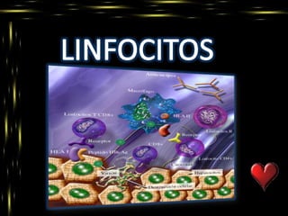 LINFOCITOS