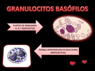 FAGOCITAR Y ELIMINAR MICROORGANISMOS.GRANULOCITOS BASÓFILOSPUNTOS DE SEMEJANSA: G. B. Y MASTOCITOSPOSIBLE INTERVENCION EN REACCIONES ANAFILÁCTICAS.