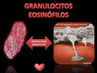 GRANULOCITOS EOSINÓFILOSINFESTACIONES PARASITARIAS