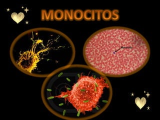 MONOCITOS
