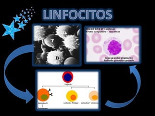 LINFOCITOS