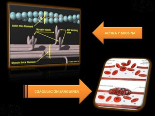 ACTINA Y MIOSINACOAGULACION SANGUINEA