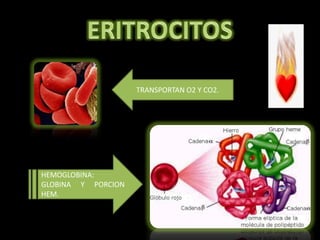 ERITROCITOSTRANSPORTAN O2 Y CO2.HEMOGLOBINA: GLOBINA Y PORCION HEM.
