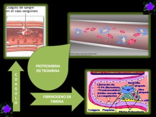 PROTROMBINA EN TROMBINACOAGULOFIBRINOGENO EN FIBRINA