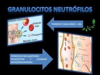 GRANULOCITOS NEUTRÓFILOSTORRENTE SANGUÍNEO = 10h.PROCESO INFLAMATORIO.
