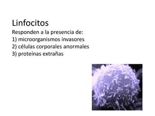 Linfocitos
Responden a la presencia de:
1) microorganismos invasores
2) células corporales anormales
3) proteínas extrañas
 