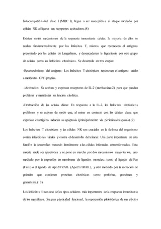 histocompatibilidad clase I (MHC I), llegan a ser susceptibles al ataque mediado por
células NK al ligarse sus receptores activadores.(8)
Existen varios mecanismos de la respuesta inmunitaria celular, la mayoría de ellos se
realiza fundamentalmente por los linfocitos T, mismos que reconocen el antígeno
presentado por las células de Langerhans, y desencadenan la fagocitosis por otro grupo
de células como los linfocitos citotóxicos. Se desarrolla en tres etapas:
-Reconocimiento del antígeno: Los linfocitos T citotóxicos reconocen el antígeno unido
a moléculas CPH propias.
-Activación: Se activan y expresan receptores de IL-2 (interluecina-2) para que puedan
proliferar y manifestar su función citolítica.
-Destrucción de las células diana: En respuesta a la IL-2, los linfocitos citotóxicos
proliferan y se activan de modo que, al entrar en contacto con las células diana que
expresan el antígeno inducen su apoptosis (principalmente vía perforinas/caspasas).(9)
Los linfocitos T citotóxicos y las células NK son cruciales en la defensa del organismo
contra infecciones virales y contra el desarrollo del cáncer. Una parte importante de esta
función la desarrollan matando literalmente a las células infectadas o transformadas. Esta
muerte suele ser apoptótica y se pone en marcha por dos mecanismos mayoritarios, uno
mediado por la expresión en membrana de ligandos mortales, como el ligando de Fas
(FasL) o el ligando de Apo2/TRAIL (Apo2L/TRAIL), y otro mediado por la secreción de
gránulos que contienen proteínas citotóxicas como perforina, granzimas y
granulisina.(10)
Los linfocitos B son uno de los tipos celulares más importantes de la respuesta inmunitaria
de los mamíferos. Su gran plasticidad funcional, la repercusión pleiotrópica de sus efectos
 