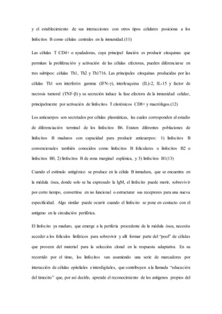 y el establecimiento de sus interacciones con otros tipos celulares posiciona a los
linfocitos B como células centrales en la inmunidad.(11)
Las células T CD4+ o ayudadoras, cuya principal función es producir citoquinas que
permitan la proliferación y activación de las células efectoras, pueden diferenciarse en
tres subtipos: células Th1, Th2 y Th1716. Las principales citoquinas producidas por las
células Th1 son interferón gamma (IFN-γ), interleuquina (IL)-2, IL-15 y factor de
necrosis tumoral (TNF-β) y su secreción induce la fase efectora de la inmunidad celular,
principalmente por activación de linfocitos T citotóxicos CD8+ y macrófagos.(12)
Los anticuerpos son secretados por células plasmáticas, las cuales corresponden al estadio
de diferenciación terminal de los linfocitos B6. Existen diferentes poblaciones de
linfocitos B maduros con capacidad para producir anticuerpos: 1) linfocitos B
convencionales también conocidos como linfocitos B foliculares o linfocitos B2 o
linfocitos B0, 2) linfocitos B de zona marginal esplénica, y 3) linfocitos B1(13)
Cuando el estímulo antigénico se produce en la célula B inmadura, que se encuentra en
la médula ósea, donde solo se ha expresado la IgM, el linfocito puede morir, sobrevivir
por corto tiempo, convertirse en no funcional o estructurar sus receptores para una nueva
especificidad. Algo similar puede ocurrir cuando el linfocito se pone en contacto con el
antígeno en la circulación periférica.
El linfocito ya maduro, que emerge a la periferia procedente de la médula ósea, necesita
acceder a los folículos linfáticos para sobrevivir y allí formar parte del “pool” de células
que proveen del material para la selección clonal en la respuesta adaptativa. En su
recorrido por el timo, los linfocitos van asumiendo una serie de marcadores por
interacción de células epiteliales e interdigitales, que contribuyen a la llamada “educación
del timocito” que, por así decirlo, aprende el reconocimiento de los antígenos propios del
 