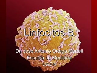 Linfocitos B Dr. José Antonio Ortega Martell Escuela de Medicina UAEH 