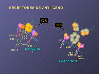 RECEPTORES DE ANTÍGENO sIgM Ig-  CD79a Ig-  CD79b LINFOCITO B BCR   CD3  CD3  CD3  CD3  CD3  LINFOCITO T...