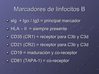 Marcadores de linfocitos B <ul><li>sIg  + Ig   / Ig   = principal marcador </li></ul><ul><li>HLA – II  = siempre present...
