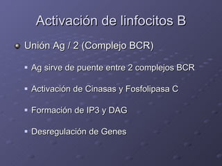 Activación de linfocitos B <ul><li>Unión Ag / 2 (Complejo BCR) </li></ul><ul><ul><li>Ag sirve de puente entre 2 complejos ...