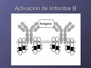 Activación de linfocitos B 