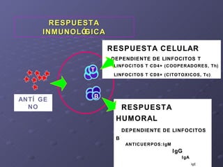 RESPUESTA INMUNOLÓGICA ANTÍGENO RESPUESTA CELULAR DEPENDIENTE DE LINFOCITOS T LINFOCITOS T CD4+ (COOPERADORES, Th) LINFOCI...