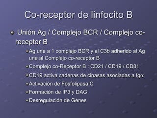Co-receptor de linfocito B <ul><li>Unión Ag / Complejo BCR / Complejo co-receptor B </li></ul><ul><ul><ul><li>Ag une a 1 c...