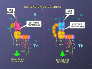 TCR TCR CD3 EPÍTOPO PÉPTIDO (9) CD4 CD8 Th Tc B B ACTIVACION DE CÉLULAS T SEÑALES DE ACTIVACIÓN SEÑALES DE ACTIVACIÓN EPÍT...