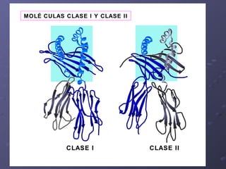 MOLÉCULAS CLASE I Y CLASE II CLASE I CLASE I I 