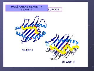 SURCOS  MOLÉCULAS CLASE I Y CLASE II CLASE I CLASE I I 