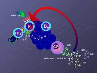 INMUNOGLOBULINAS   IL-13   IL-4   IL-5 ANTIGENO C L O N A B B M CP IL-2 Th2 IgE IgG IgM IgA 