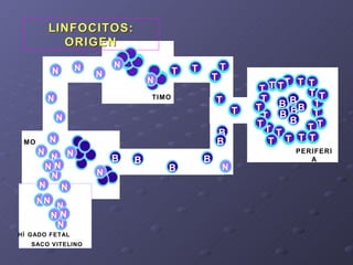 TIMO MO PERIFERIA SACO VITELINO HÍGADO FETAL LINFOCITOS: ORIGEN B T T T T T T T T T T T T T T T T T T T T T T T T T T T T ...