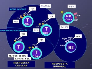 CD8 TCR RESPUESTA CELULAR RESPUESTA HUMORAL  TCR CD4 CD3 65-75% 5-10% 66% 33% MEDIO INTERNO TEJIDOS: 25-60%  SANGRE: 1-5...