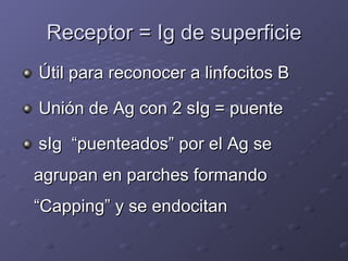 Receptor = Ig de superficie <ul><li>Útil para reconocer a linfocitos B </li></ul><ul><li>Unión de Ag con 2 sIg = puente </...