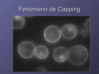 Fenómeno de Capping 