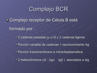 Complejo BCR <ul><li>Complejo receptor de Célula B está formado por : </li></ul><ul><ul><ul><li>2 cadenas pesadas (   o  ...