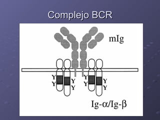 Complejo BCR 