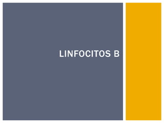 LINFOCITOS B

 