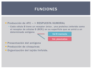FUNCIONES

 Producción de ATC -- > RESPUESTA HUMORAL
 Cada célula B tiene un receptor único , una proteína (referido como
el receptor de células B (BCR)) en su superficie que se unirá a un
determinado antígeno
Cel B memoria

Cel. plasmatica

 Presentación del antígeno
 Producción de citoquinas
 Organización del tejido linfoide.

 