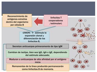 Reconocimiento de
antígenos extraños
dentro del organismo
por células B

linfocitos T
cooperadores
/estimulan)

«UNION»  estimula la
expansión clonal y
diferenciación de los
linfocitos B,
Secretan anticuerpos primeramente de tipo IgM
Cambian de isotipo, bien sea IgG, IgA o IgE, dependiendo
del estímulo adecuado;
Maduran a anticuerpos de alta afinidad por el antígeno
inicia
Remanentes de la línea producida permanecerán
como linfocitos B de memoria.

 