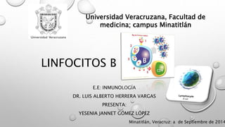 Universidad Veracruzana, Facultad de 
medicina; campus Minatitlán 
LINFOCITOS B 
E.E: INMUNOLOGÍA 
DR. LUIS ALBERTO HERRERA VARGAS 
PRESENTA: 
YESENIA JANNET GÓMEZ LÓPEZ 
Minatitlán, Veracruz: a de Septiembre de 2014 
 
