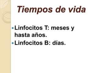 Tiempos de vida
 Linfocitos T: meses y
  hasta años.
 Linfocitos B: días.
 
