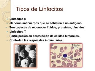 Tipos de Linfocitos
   Linfocitos B
–   elaboran anticuerpos que se adhieren a un antígeno.
–   Son capaces de reconocer lípidos, proteínas, glúcidos.
   Linfocitos T
–   Participación en destrucción de células tumorales.
–   Controlan las respuestas inmunitarias.
 