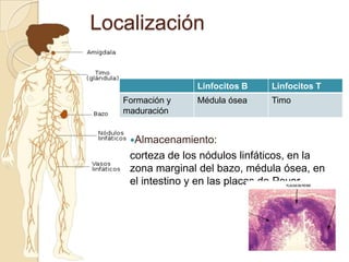 Localización

                 Linfocitos B    Linfocitos T
   Formación y   Médula ósea     Timo
   maduración


    Almacenamiento:
    corteza de los nódulos linfáticos, en la
    zona marginal del bazo, médula ósea, en
    el intestino y en las placas de Peyer.
 