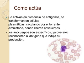 Como actúa
 Se activan en presencia de antígenos, se
  transforman en células
  plasmáticas, circulando por el torrente
  circulatorio, donde liberan anticuerpos.
- Los anticuerpos son específicos, ya que sólo
  reconocerán al antígeno que indujo su
  producción.
 