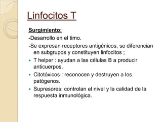 Linfocitos T
Surgimiento:
-Desarrollo en el timo.
-Se expresan receptores antigénicos, se diferencian
  en subgrupos y constituyen linfocitos ;
 T helper : ayudan a las células B a producir
  anticuerpos.
 Citotóxicos : reconocen y destruyen a los
  patógenos.
 Supresores: controlan el nivel y la calidad de la
  respuesta inmunológica.
 