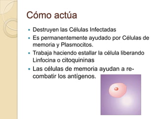 Cómo actúa
   Destruyen las Células Infectadas
   Es permanentemente ayudado por Células de
    memoria y Plasmocitos.
   Trabaja haciendo estallar la célula liberando
    Linfocina o citoquininas
   Las células de memoria ayudan a re-
    combatir los antígenos.
 