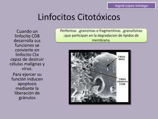 Linfocitos Citotóxicos
Cuando un
linfocito CD8
desarrolla sus
funciones se
convierte en
linfocito Ctx
capaz de destruir
células malignas y
virus.
Para ejercer su
función inducen
apoptosis
mediante la
liberación de
gránulos
Perforinas ,granzimas o fragmentinas ,granulisinas
;que participan en la degradacion de lípidos de
membrana.
Ingrid López Intriago
 