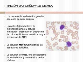 2.

TINCIÓN MAY GRÜNWALD-GIEMSA
TINCIÓN MAY GRÜNWALDGIEMSA



Los núcleos de los linfocitos grandes
aparecen de color púrpura.



Linfocitos B (productores de
inmunoglobulinas) y células
inmaduras, presentan un citoplasma
de color azul intenso, debido a su gran
producción de ARN.



La solución May Grünwald tiñe las
estructuras acidófilas.



La solución Giemsa, tiñe el citoplasma
de los linfocitos y la cromatina de los
núcleos.

 