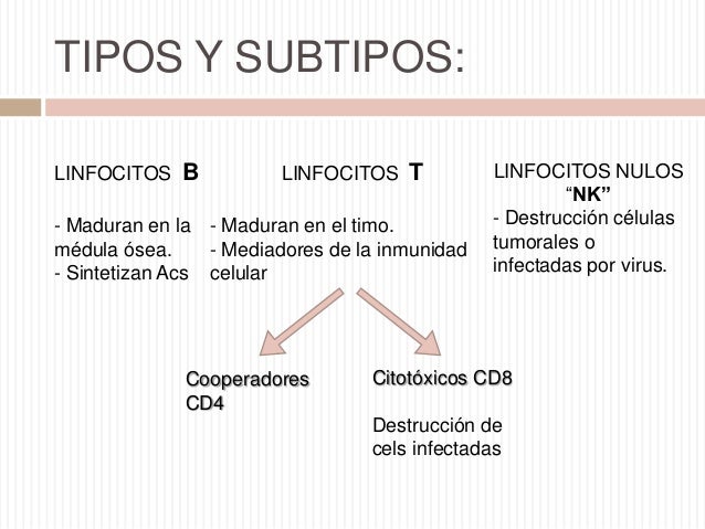 Resultado de imagen para tipos de linfocitos