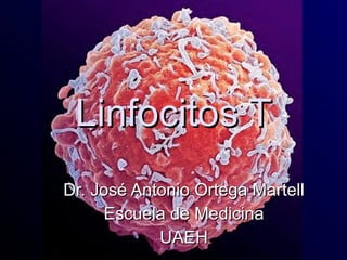Linfocitos T Dr. José Antonio Ortega Martell Escuela de Medicina UAEH 