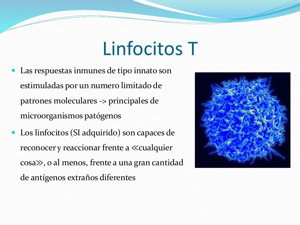 Linfocitos t